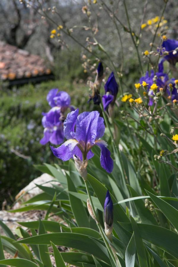 Settignano Tuscany Homes Exterior foto